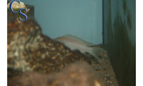 Neolamprologus pulcher red spot